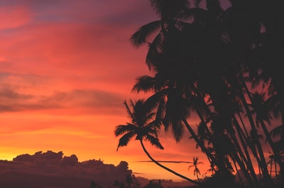 橘红色天空下的椰子树